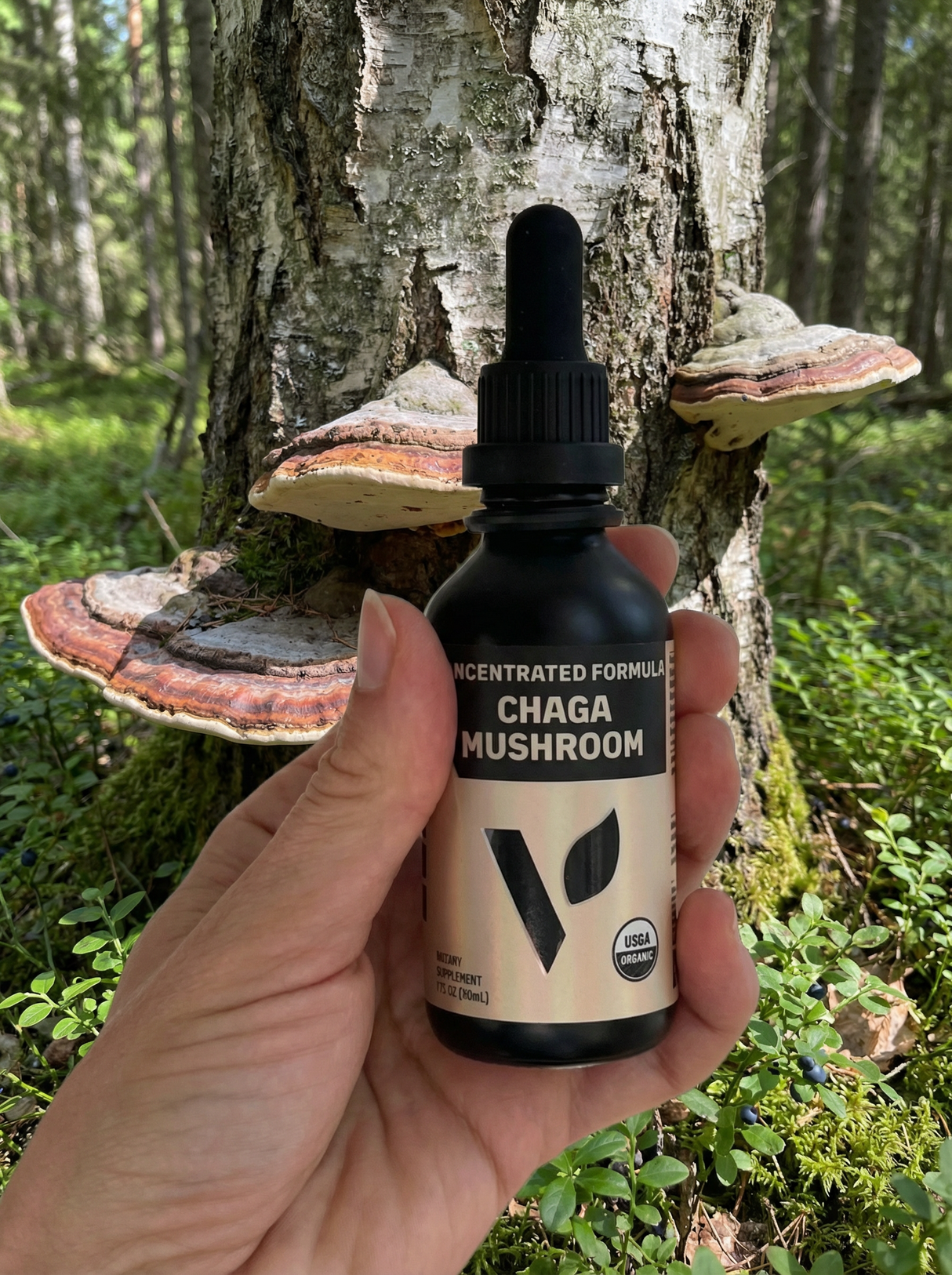Organic Chaga Mushroom