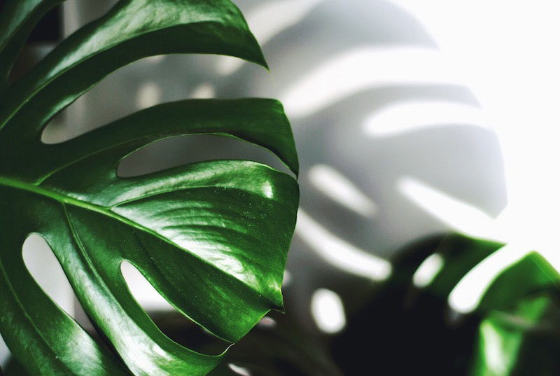8 Ways Indoor Plants Can Improve Your Health