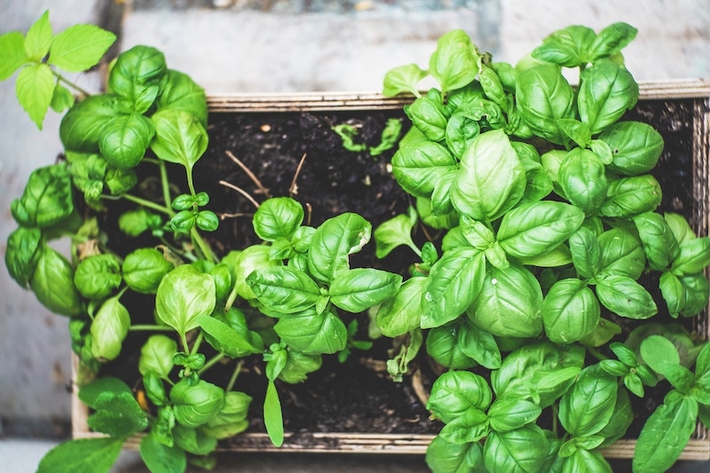 6 Tasty, Nutritious Vegetables You Can Easily Grow Indoors