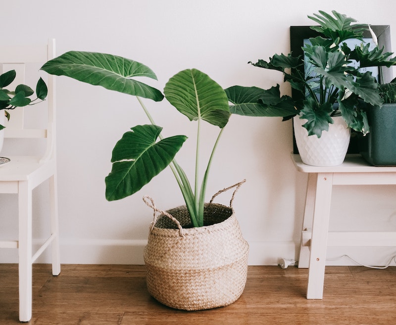 Best Houseplants To De-Stress Your Home And Purify The Air
