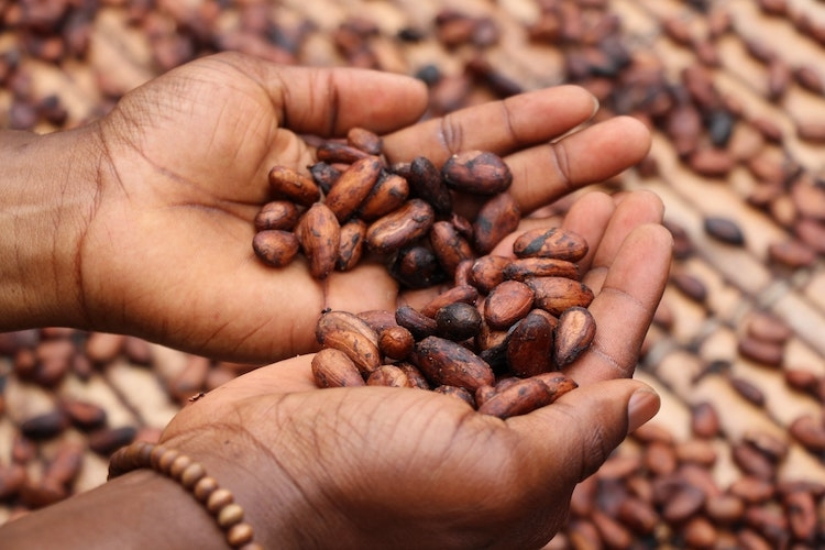 Fairly Traded Peruvian Cacao